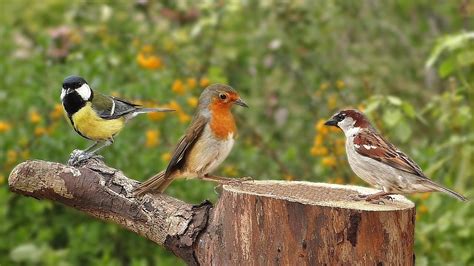 Birds singing in the morning. Things To Know About Birds singing in the morning. 
